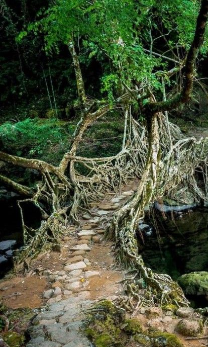 Scenic view of the Living Root Bridges Meghalaya, blending nature and craftsmanship in the misty hills