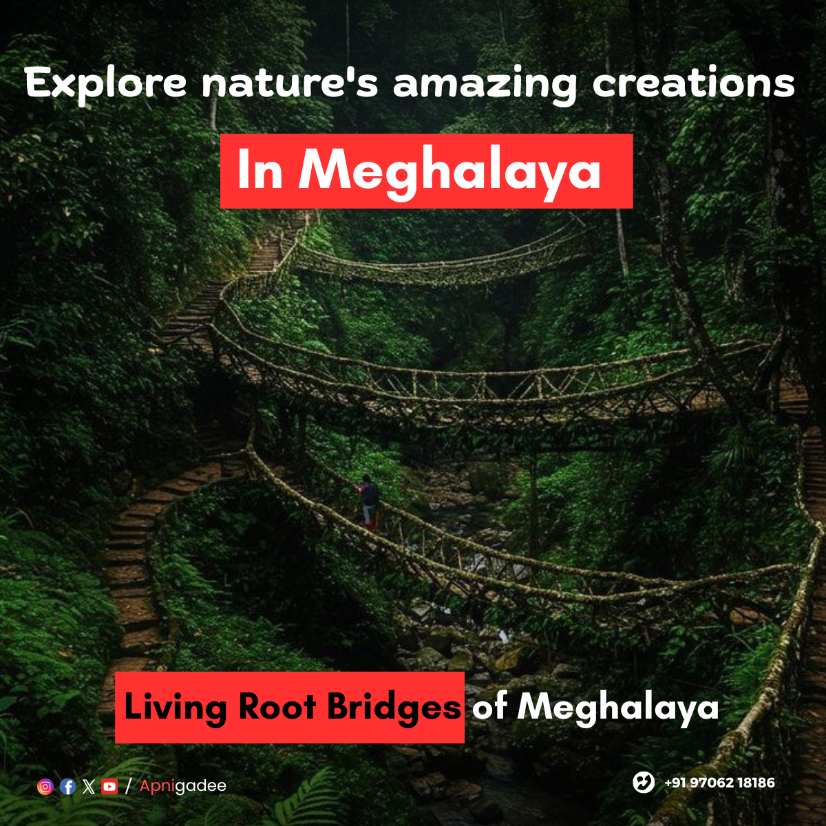 A close-up view of the Living Root Bridges in Meghalaya, showcasing the intricate network of tree roots