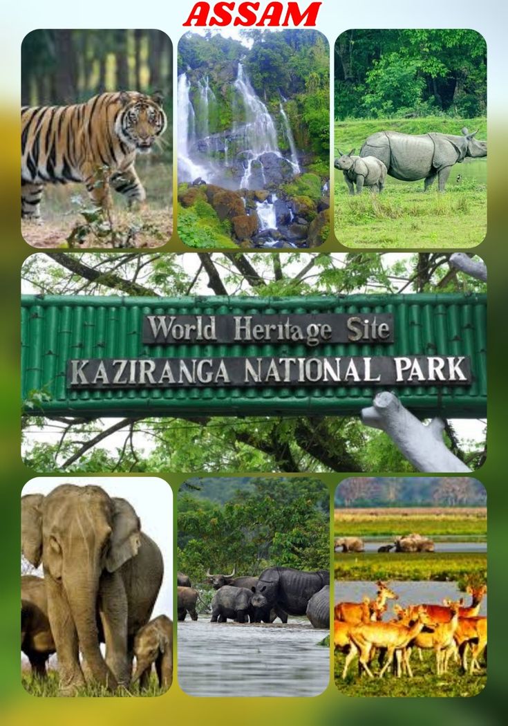 One-horned rhino grazing in Kaziranga National Park, a major attraction of Kaziranga National Park tourism