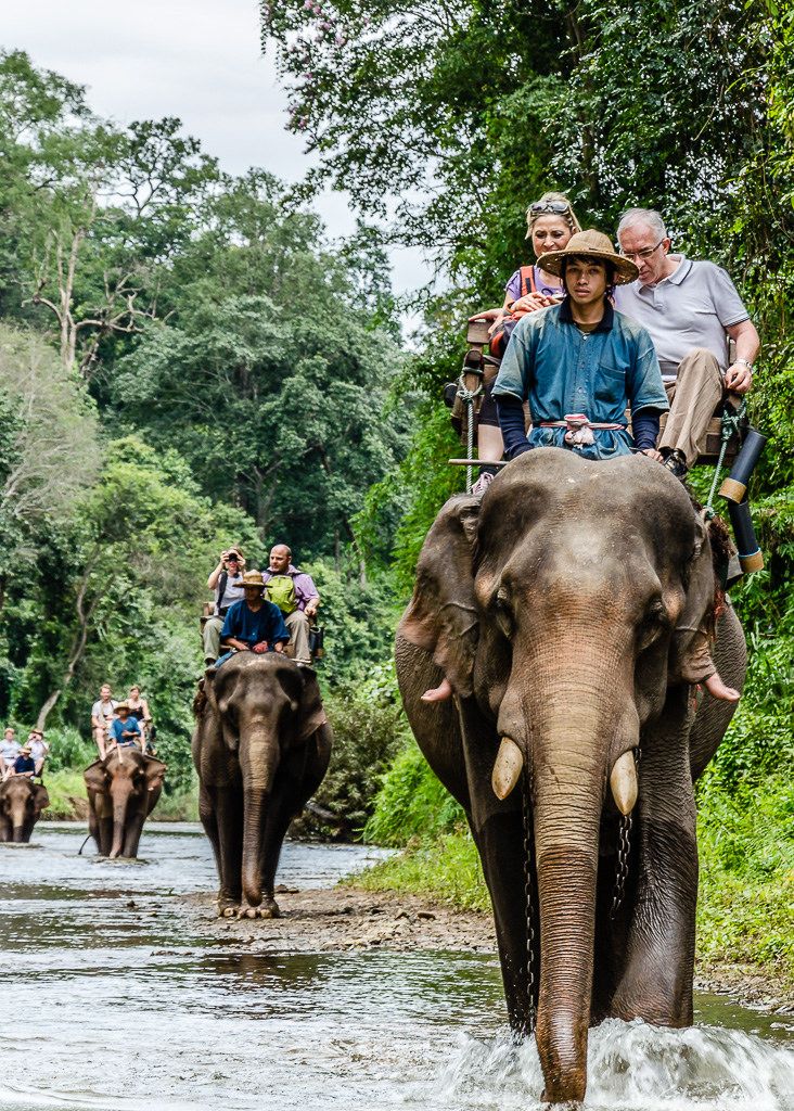 Elephant safari in Kaziranga National Park, offering a unique experience for visitors to explore Assam's wildlife