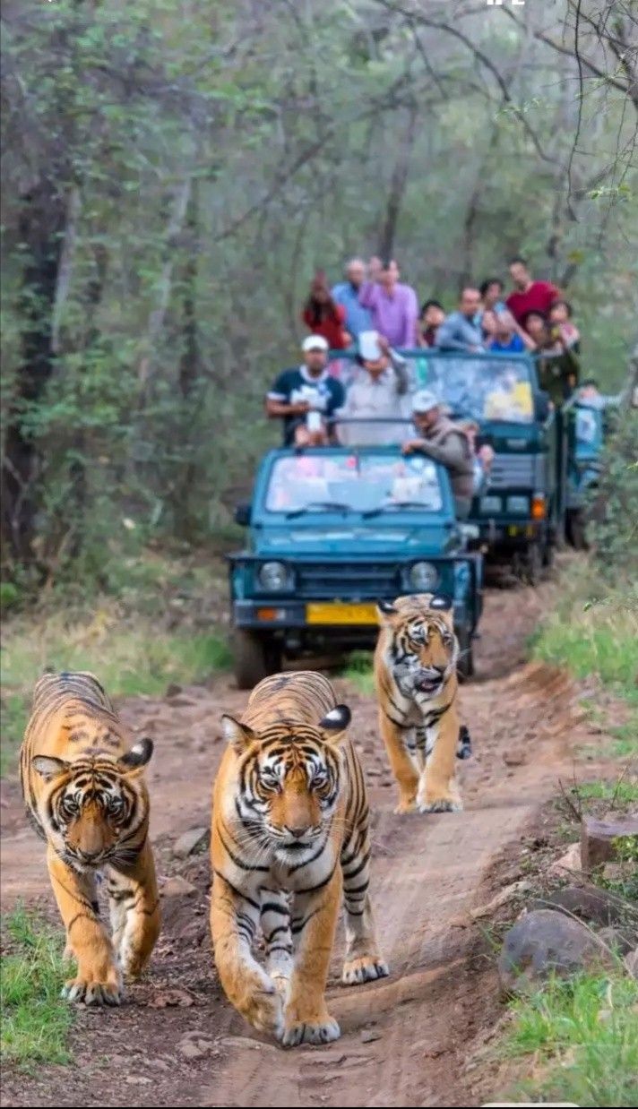 Safari jeep exploring the vast grasslands of Kaziranga National Park during a Kaziranga National Park tourism adventure