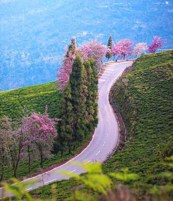 Experience the magic of the Cherry Blossom Festival in Shillong with live music, art, and cultural performances