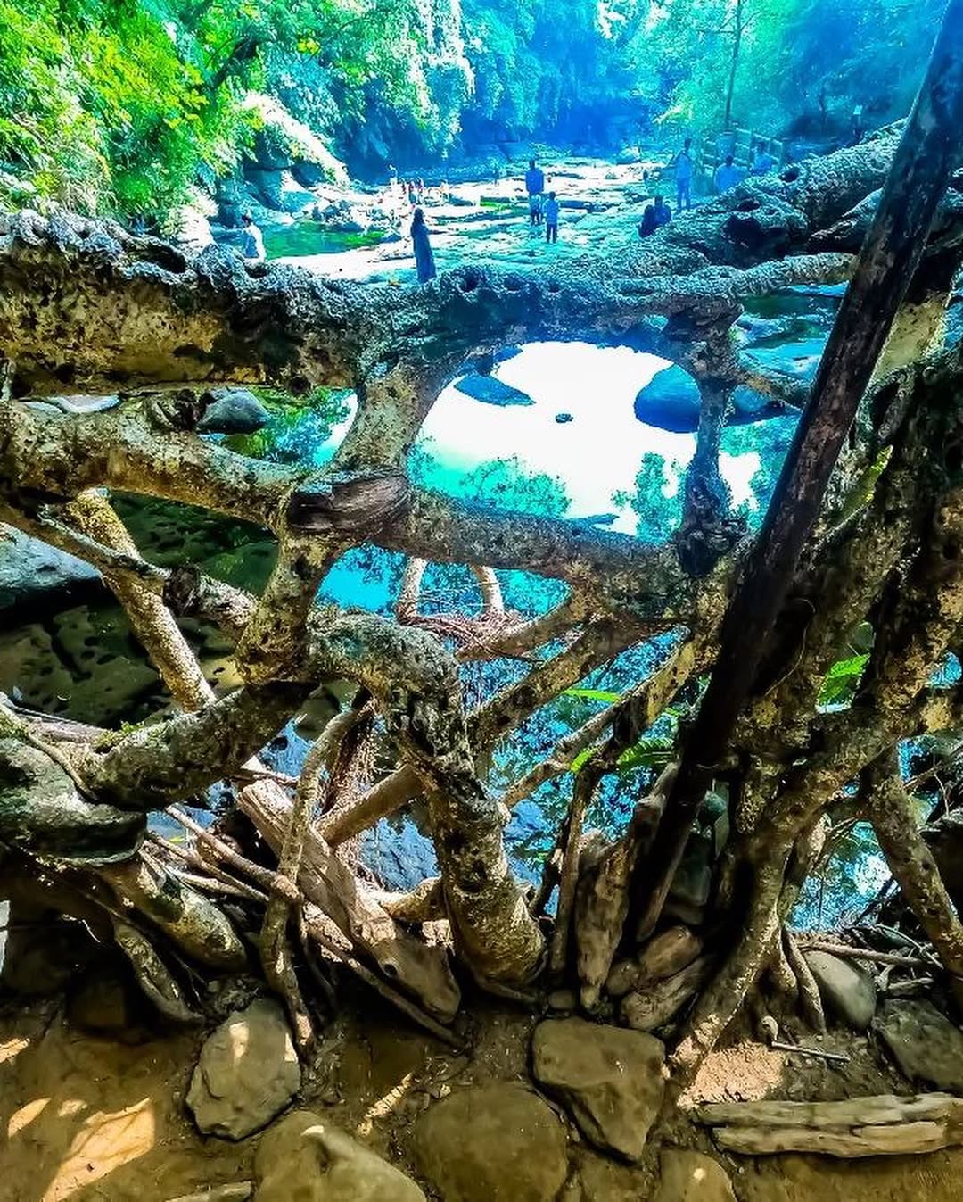Living Root Bridges near Mawlynnong, Meghalaya, a natural marvel in the Cleanest Village in Asia